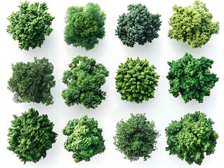 Obraz premium Diverse green foliage display nature plant collection aerial view vegetation