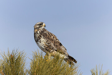 Rough Legged Hawk in the Rocky Mountains
