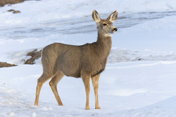 Colorado Mule Deer Doe