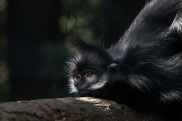 樹上で伏せたフランソワルトン