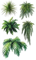 Fototapeta premium Tropical foliage collection for design