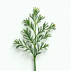 Fototapeta premium Aromatic and flavorful, dill adds a fresh, tangy taste to various dishes