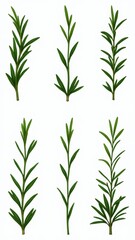 Delicate, feathery, and fragrant