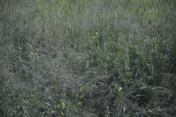 Finding Peace by the Bubbling Stream with Trees Towering Above in Lush Greenery