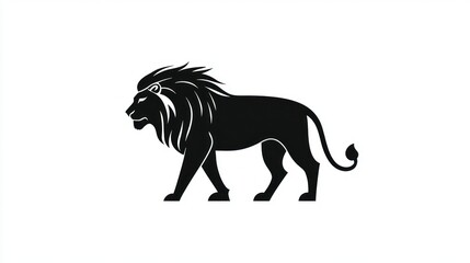 Obraz premium Majestic lion walking, white background, wild animal graphic