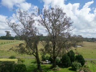 Large gum tree on farm
