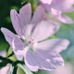 Obraz premium Rosenmalve Malve