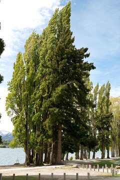 Majestic Populus Nigra Trees at the Shore of Lake Wanaka