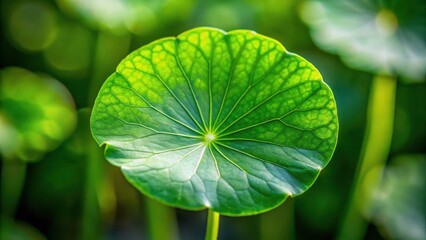 Fototapeta premium Detailed image of fresh green leaves with intricate veins and soft texture, growing on a stem in a natural setting, centella asiatica leaf, green foliage