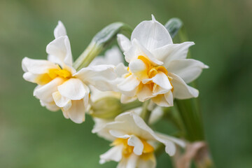 daffodil, narcissus