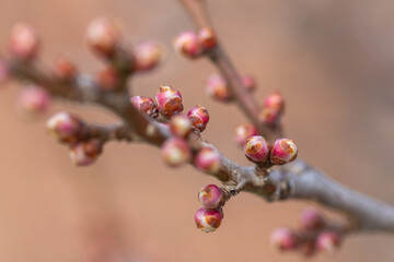 Japanese apricot bud