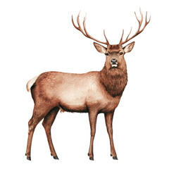 Fototapeta premium Majestic Stag Standing Proud in Natural Woodland Setting