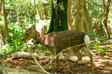 Fototapeta premium 屋久島の西部林道のヤクシカ