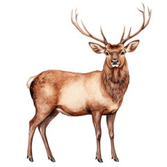 Fototapeta premium Elegant Standing Deer with Majestic Antlers in Natural Setting