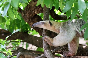 木の上のミナミコアリクイ