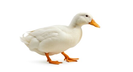 Obraz premium White Pekin Duck Poultry Farm Animal Isolated Studio Shot Bird Domestic Duck White Plumage
