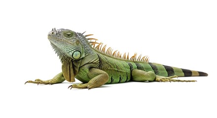 Obraz premium Green Iguana Lizard Reptile Animal Wildlife Close up Studio Shot on White Background