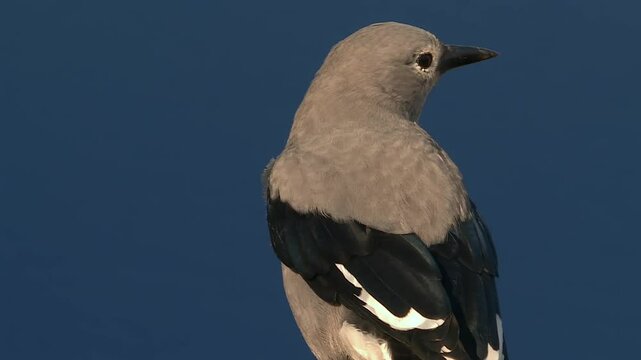 Close-up of a Clark's Nutcracker perched at Crater Lake, Oregon, USA. Deep blue waters of the volcanic lake in the background