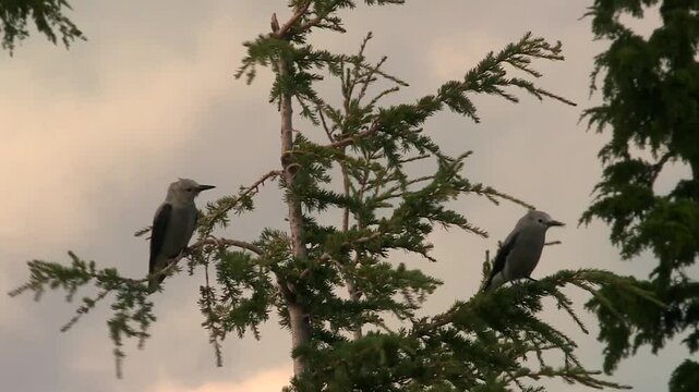 Two Clark's Nutcrackers perched on a pine tree at Crater Lake, Oregon, USA