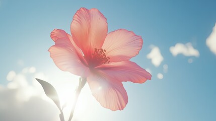 Delicate Pink Flower Against Bright Sky Background on Sunny Day