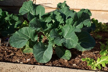 Fresh collard greens flourish in a home garden bed, their vibrant green leaves soaking up the sunlight. This healthy and thriving vegetable patch showcases the beauty of sustainable gardening and home