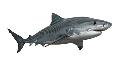 Powerful Tiger Shark Swimming Isolated on White Background Ocean Wildlife Marine Animal