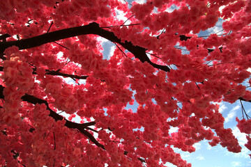 Fake sakura