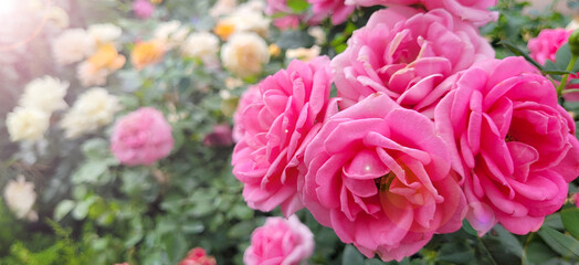 Beautiful roses
