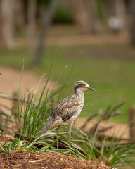 Fototapeta premium Australian Stone curlew standing near nest