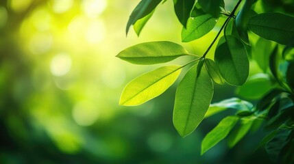 Obraz premium Refreshing green blur background with vibrant gradients, evoking a sense of energy and natural peace.