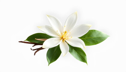 Fototapeta premium vanilla flower with pods and leaves isolated on transparent background Generative Ai. beautiful in white 2