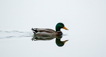 Obraz premium Mallard Duck Gracefully Swimming on Calm Water Wildlife Photography