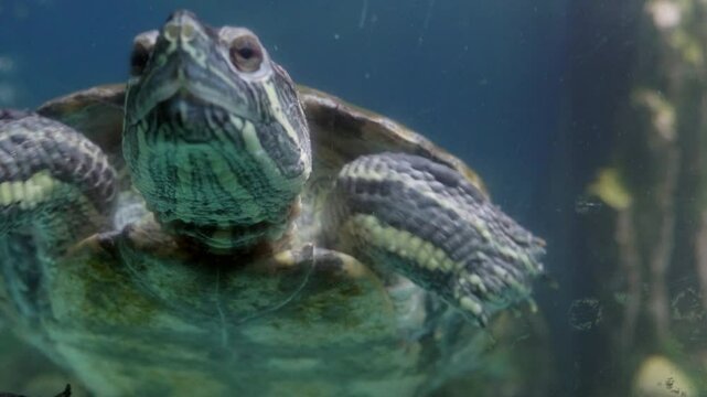 Red Eared Slider Turtle Swimming