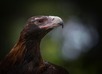 Portrait of Wedgetail Eagle