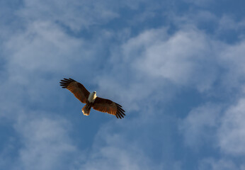 Australian Brahminy Kite soaring with wings outstretched against a blue sky