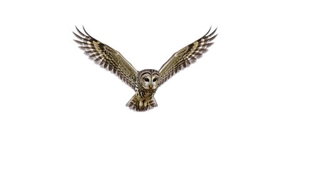 Obraz premium Majestic Barred Owl in Flight Wings Spread Wide Against White Background