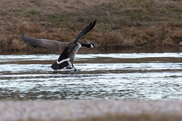 landing goose