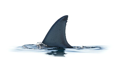 Fototapeta premium Oceanic Shark Fin Breaking Surface Water Wildlife Predator