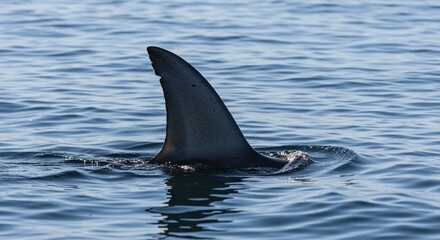 Naklejka premium Majestic Shark Fin Emerging from Ocean Water Surface Wildlife Nature