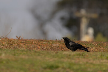 crow on the ground