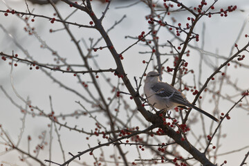 northern mockingbird on branch