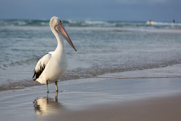 Australian Pelican standing on a beach at the waters edge with surf in the background