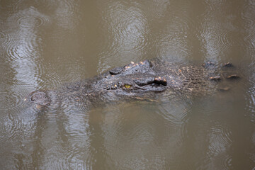 Australian Saltwater Crocodile swimming in a North Queensalnad River