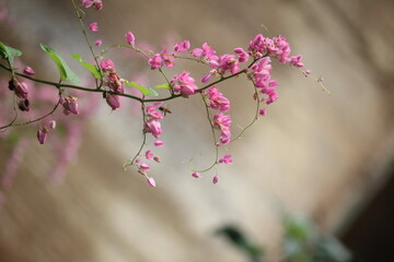 the many blooming bridal tears or antigonon flowers
