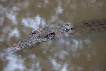 Australian Saltwater Crocodile swimming in a North Queensalnad River