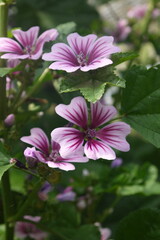 Fototapeta premium Red purple Malva sylvestris Zebrina blooming in the park, Summer