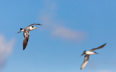 Common Tern in flight with a blue sky, second tern out of focus in the background