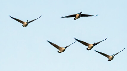 A flock of Canada geese continues their long migration trip after resting