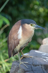 Refuous Night Heron perched on a rock