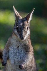 Portrait of a Bridled Nailtail Walaby